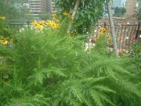 ハゴロモノマツ