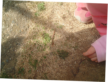 ガーデン テントウムシ