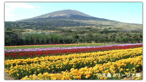 八丈島フリージアまつり