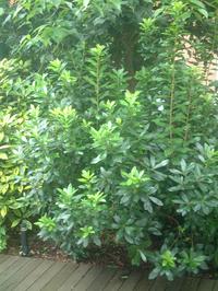 コンセプトのある庭づくり ガーデニング情報サイト ヒメイチゴノキ ストロベリーツリー