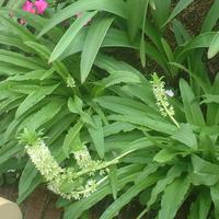 パイナップルリリー