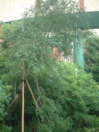 シダレヤポンノキ