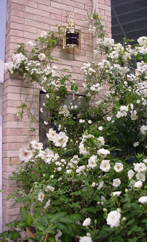 ���[�t����