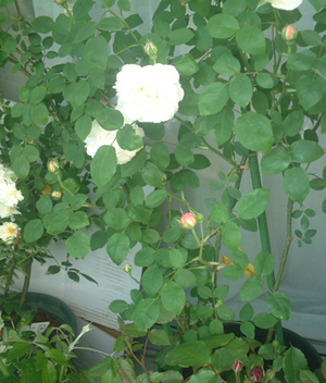 �E�B���`�F�X�^�[�E�L���Z�h����