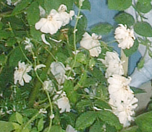 �o���F�X�m�[�O�[�X