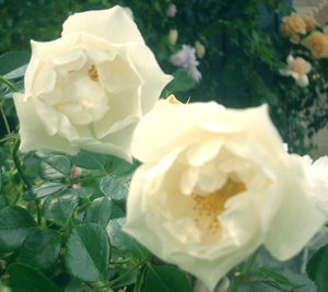 �V�e�B�I�u���[�N