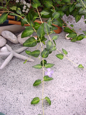 �c���j�`�\�E