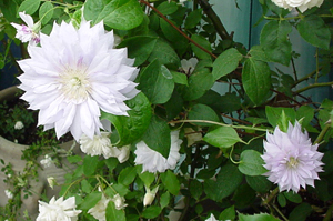 �N���}�`�X