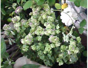 �n�[�u�F�I���K�m�P���g�r���[�e�B�[