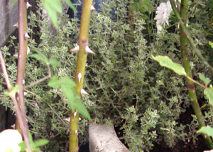 �n�[�u�F�^�C��