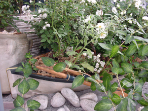 �D�^�R���e�i