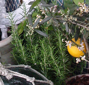 �n�[�u�F���[�Y�}���[