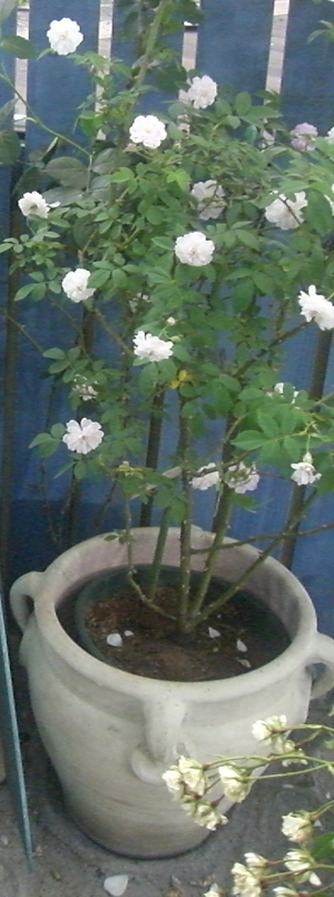 �e���R�b�^